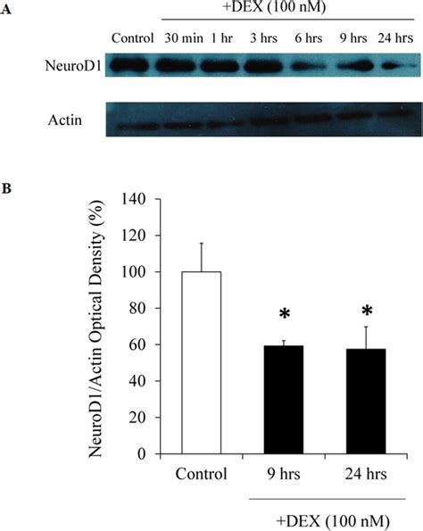 Effects Of DEX On NeuroD1 Protein Expression In AtT20 Cells A