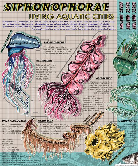 ArtStation - Siphonophore Infographic