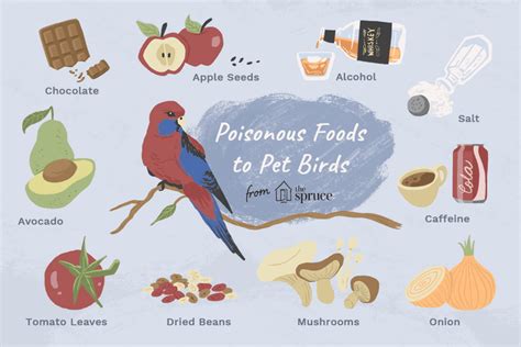 Tips On Feeding Birds