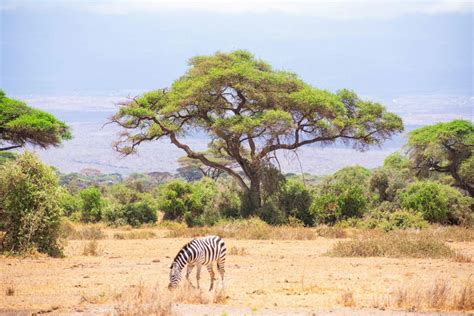 Amboseli National Park Full Day Tour From Nairobi Getyourguide