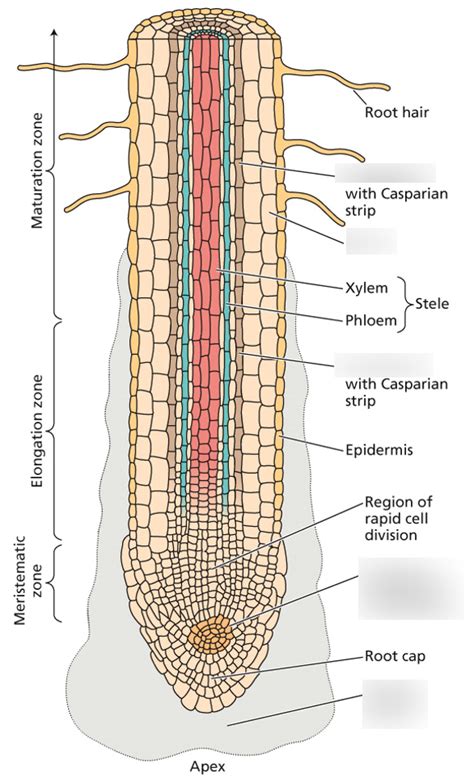 nutrients in plants Diagram | Quizlet