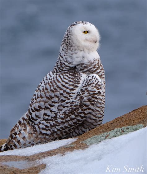 Daggers Snowy Owl Hedwig Weekly Update Good Morning Gloucester