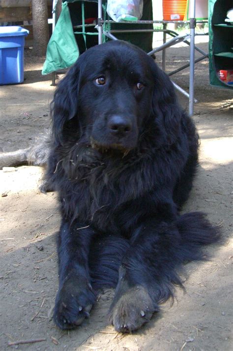 Golden Newfie Greatdogsite