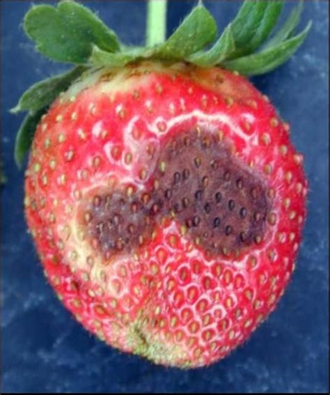 Pp 207pp130 Anthracnose Fruit Rot Of Strawberry