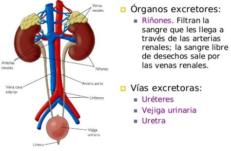 ¿cuáles Son Los órganos Que Intervienen En La Excreción Sistema Excretor