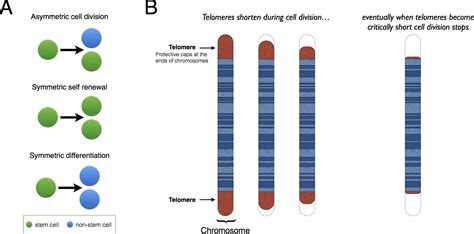 Telomeres Open A Window On Stem Cell Division Elife