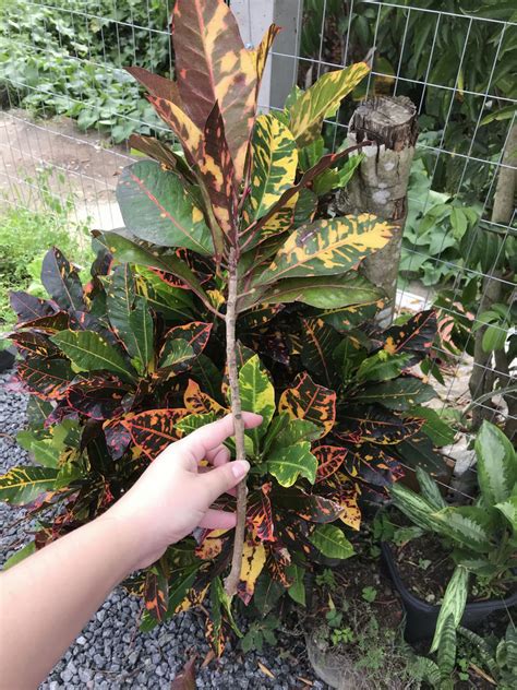 Codiaeum Variegatum Como Plantar E Cuidar De Cróton No Jardim 5 Dicas