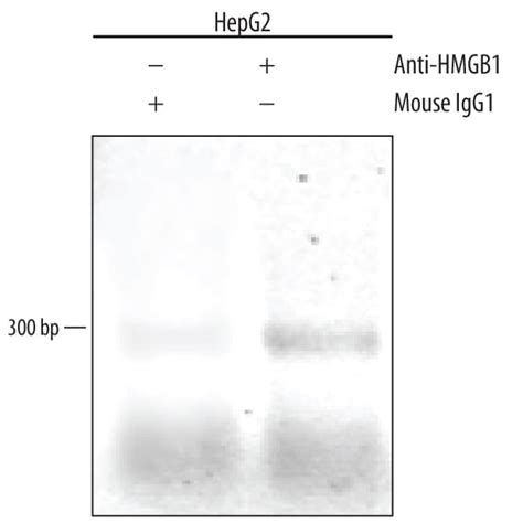 Human Hmgb1 Hmg 1 Antibodyrandd Systems优宁维univ商城