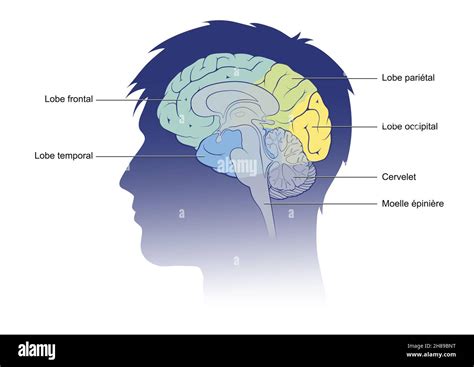 sagittal cut brain stock photo alamy