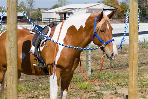 Horse Tie Post How To Safely Tie Your Horse