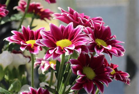 Las 18 plantas de exterior con flor más resistentes al sol