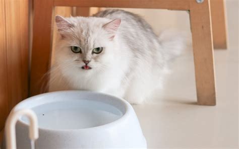 Por qué mi gato bebe de mi vaso de agua 7 posibles razones