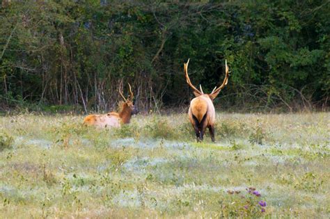 Arkansas Bull Elk Asserting Dominance | Steve Creek Wildlife Photography