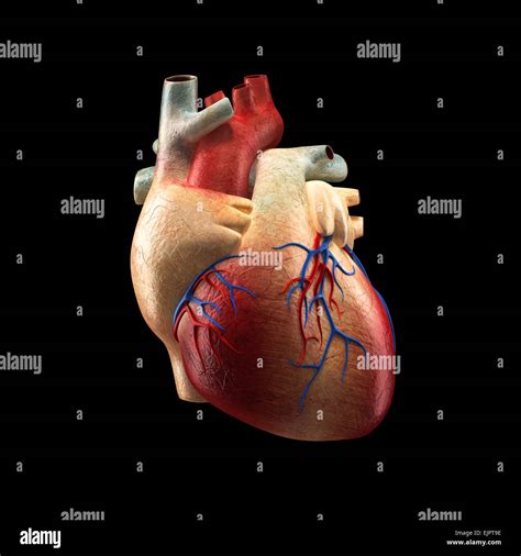 Real Heart