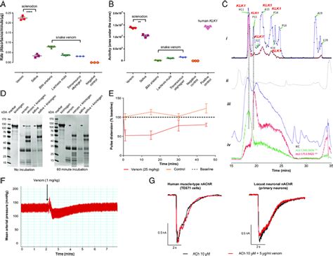 Functional assessments of Hispaniolan solenodon (S. paradoxus) venom ...