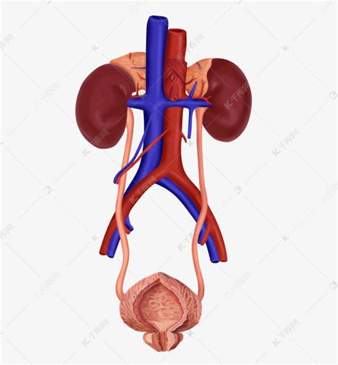 医疗人体器官泌尿系统素材图片免费下载 千库网