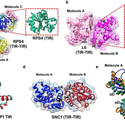 Self-association interfaces in TIR domains of oligomeric plant NLRs. a... | Download Scientific ...