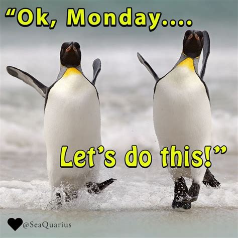 Two Penguins Walking In The Water With One Penguin Saying Ok Monday