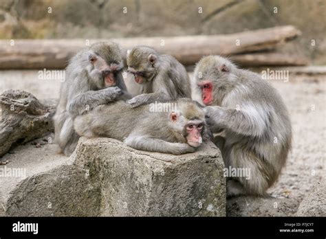 Four monkeys grooming each other, Indonesia Stock Photo - Alamy