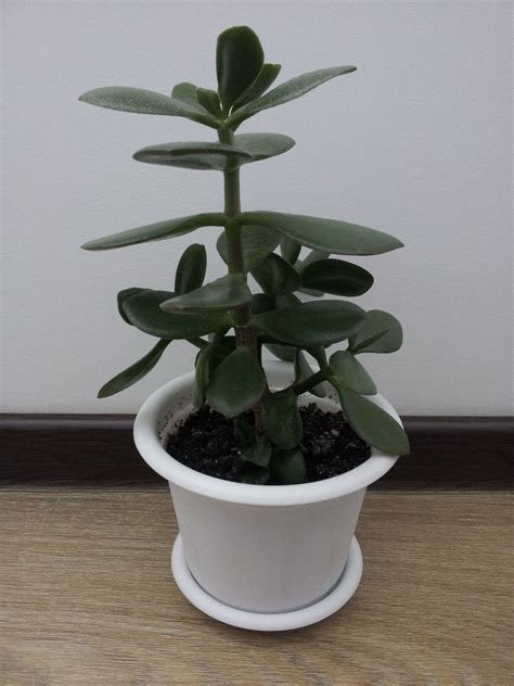 Денежное дерево (30cm)