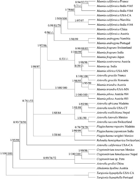 Majority Rule Cladogram Based On Bayesian Analysis Of Combined Trn L F