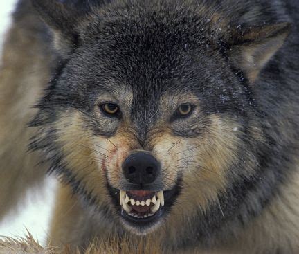 17 Best ideas about Wolf Growling on Pinterest | Angry wolf ... Wolf ...