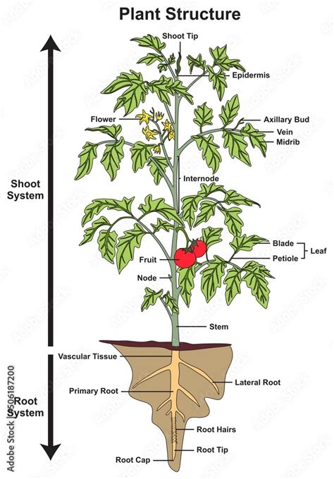 Fototapeta Plant Structure And Parts Infographic Diagram Tree Shoot