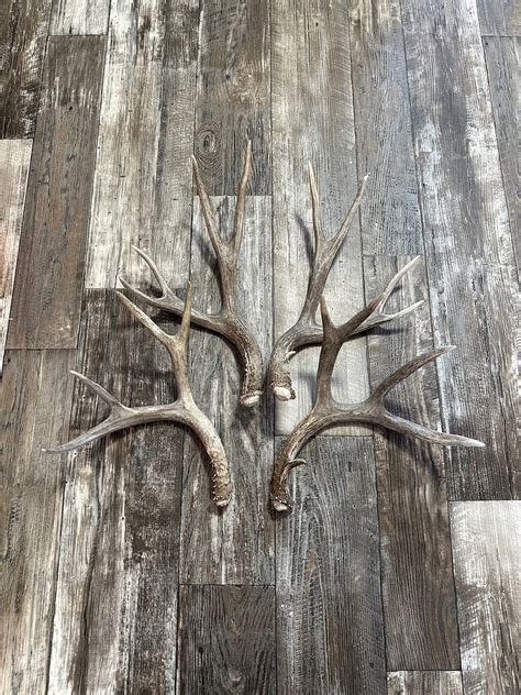 2 Pack Mule Deer Antler. Whole Deer Antler. Craft Antler. - Etsy