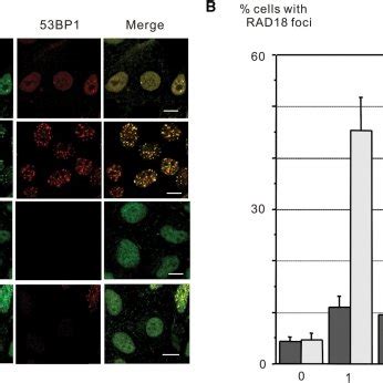 IR Induced RAD18 Focus Formation Requires 53BP1 A MCF7 Cells Were