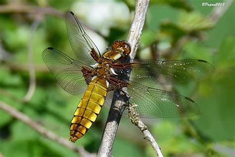 Libellule Déprimée Femelle Libellula Depressa Etang De M Flickr