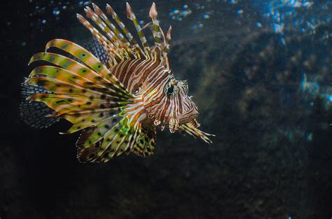 Lionfish Pterois Photographed At Water World In Sri Lan Flickr