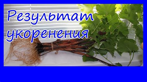 Результат укоренения - YouTube