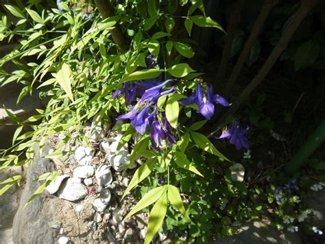 おさんぽきろくφ．． メモメモ 庭の花がきれい