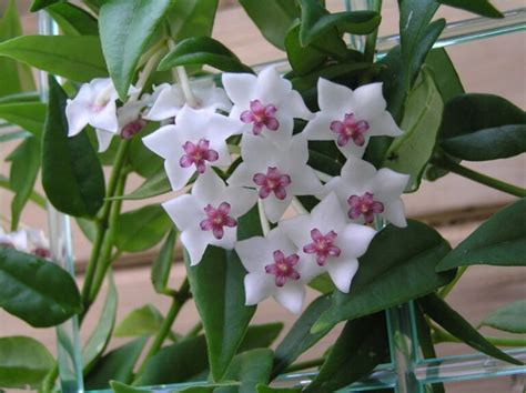 12 Popular Species Of Hoya Plant Grow And Care Tips