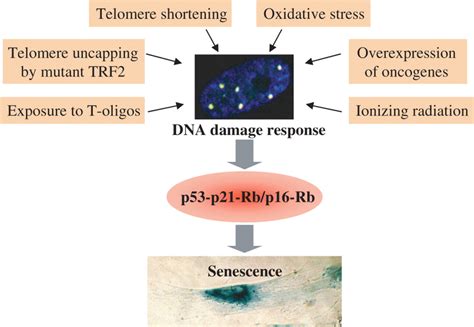 DNA Damage Response Is A Central Mediator In Triggering Cellular