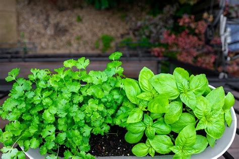 Good And Bad Cilantro Companion Plants Dre Campbell Farm