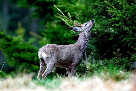 Spannungsfeld Forst Jagd Wildschäden im Wald