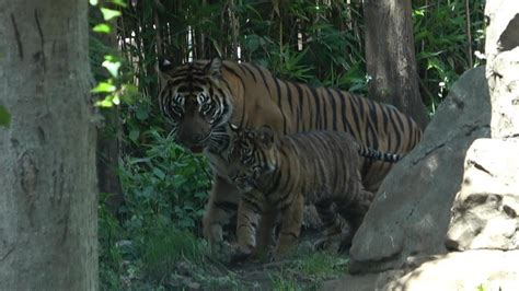 三つ子のトラちゃん🐅 2024年5月17日 上野動物園 Youtube