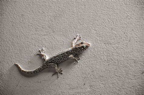 23 Highly Effective Ways To Get Rid Of Lizards From Home