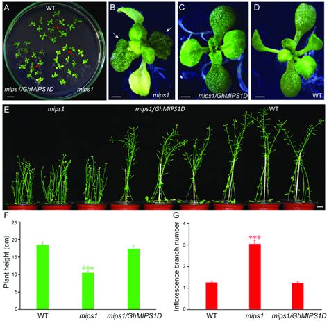 Ectopic Expression Of Ghmips1d In Arabidopsis Rescues The Abnormal