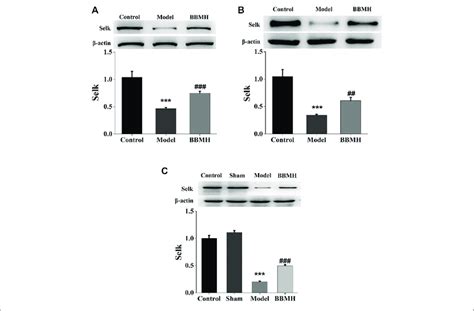 Effects Of Bbmh Administration On The Expression Level Of