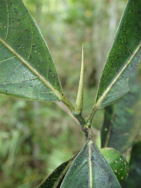 Ficus Septica Moraceae Image At Phytoimages Siu Edu