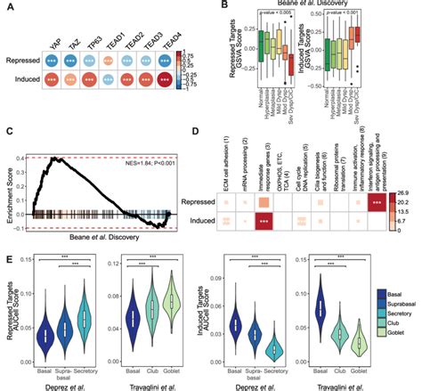 TEAD TP63 Direct Target Genes Are Associated With Human Bronchial PML