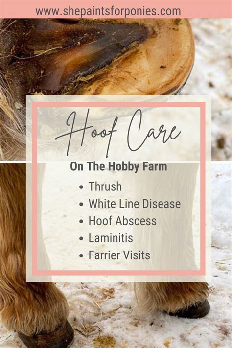 Hoof care thrush white line disease hoof abscess farrier visits – Artofit