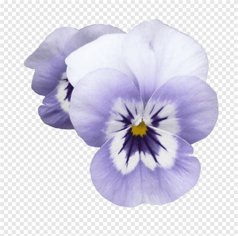 Flower Purple Violet Color Purple Flowers Purple Violet Png PNGEgg