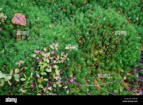 Haircap Moss Polytrichastrum Formosum Stock Photo Alamy