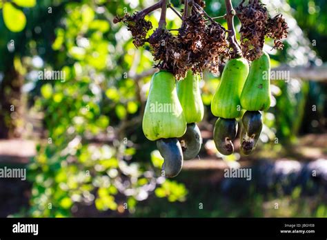 Cashew Nuts Growing On A Tree This Extraordinary Nut Grows Outside The