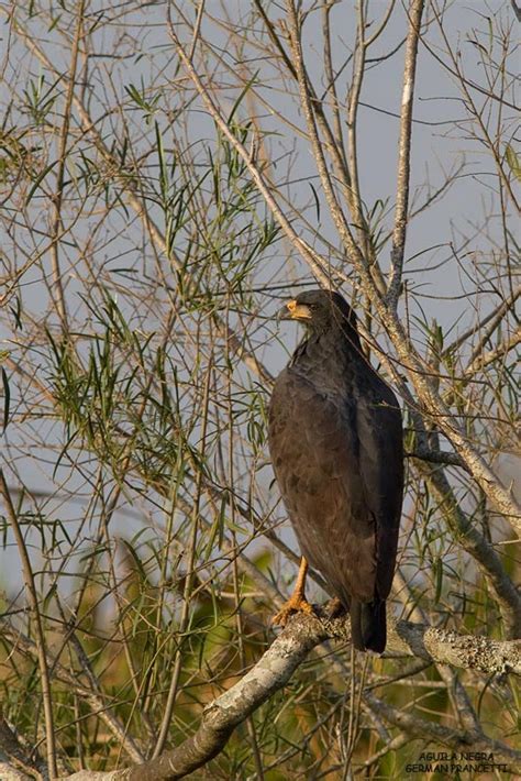 Guila Negra Buteogallus Urubitinga Ecoregistros