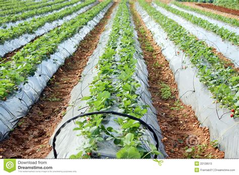 Fresas Que Crecen En Un Campo Imagen De Archivo Imagen De Imagen