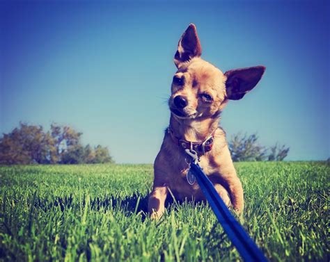 Por qué NUNCA deberías pasear a un chihuahua sin arnés michihuahua